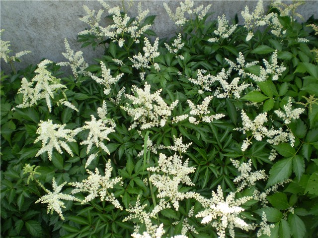 astilba